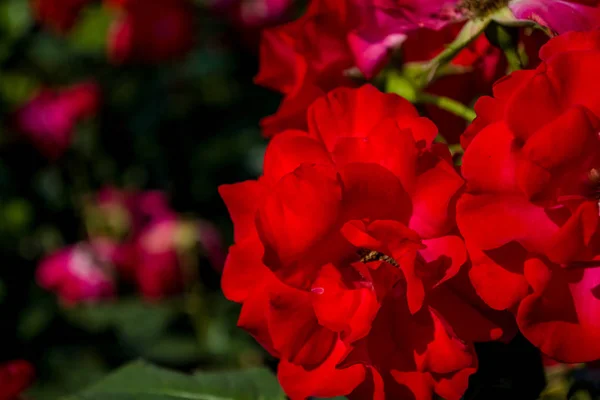 Den Stora Vackra Gröna Trädgården Med Buskar Röda Rosor Sommarsäsongen — Stockfoto