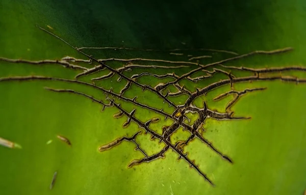 Achtergrond of textuur uit een blad, groen en groot met scheuren Aloë. Rimpels en strepen. — Stockfoto