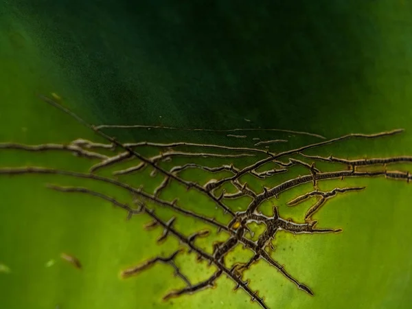 Achtergrond of textuur uit een blad, groen en groot met scheuren Aloë. Rimpels en strepen. — Stockfoto