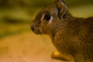 Küçük kahverengi tavşan mononik bir arka plan üzerinde oturur ve yiyor. Büyük siyah gözler. Evcil hayvan.
