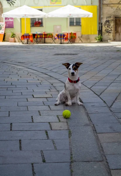 El perrito de color blanco con manchas rojas se sienta en la calle con bola amarilla para el juego . — Foto de Stock