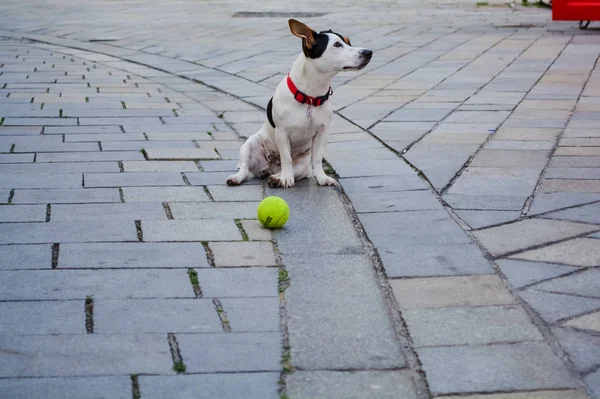 Маленькая собака белого цвета с красными пятнами сидит на улице с желтым мячом для игры . — стоковое фото
