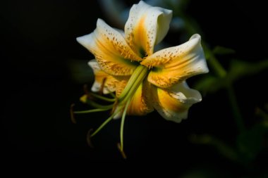 Büyük zambak, sarı renkli beyaz, bir yaz bahçesinde çiçekleri. Güzel çiçekler. Monofonik arka plan.