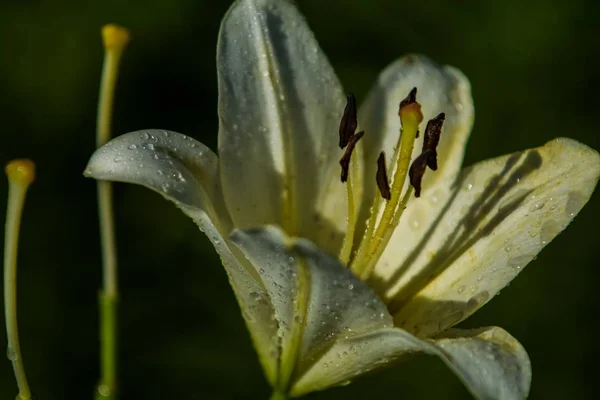 De grote lelie, wit met gele kleur, bloeit in een zomertuin. Prachtige bloemen. Monoforische achtergrond. — Stockfoto