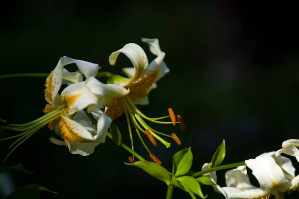 Большая лилия, белая с желтым цветом, цветет в летнем саду. Красивые цветы. Монофонический фон . — стоковое фото