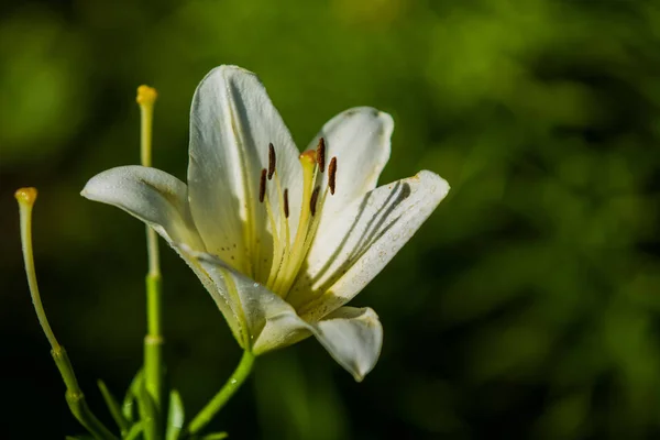 Die große Lilie, weiß mit gelber Farbe, blüht in einem Sommergarten. schöne Blumen. monophonen Hintergrund. — Stockfoto