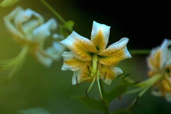 Die große Lilie, weiß mit gelber Farbe, blüht in einem Sommergarten. schöne Blumen. monophonen Hintergrund. — Stockfoto