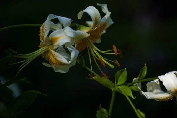 Большая лилия, белая с желтым цветом, цветет в летнем саду. Красивые цветы. Монофонический фон . — стоковое фото