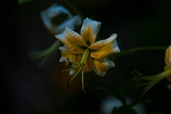 El lirio grande, blanco con el color amarillo, florece en el jardín veraniego. Hermosas flores. Antecedentes monofónicos . —  Fotos de Stock