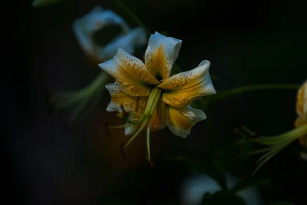 The big lily, white with yellow color, blossoms in a summer garden. Beautiful flowers. Monophonic background. — Stock Photo, Image