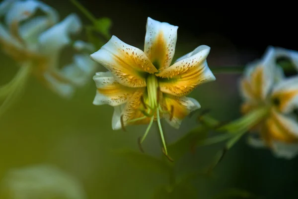 Duża lilia, biała z żółtym kolorem, kwitnie w letnim ogrodzie. Piękne kwiaty. Monofoniczne tło. — Zdjęcie stockowe
