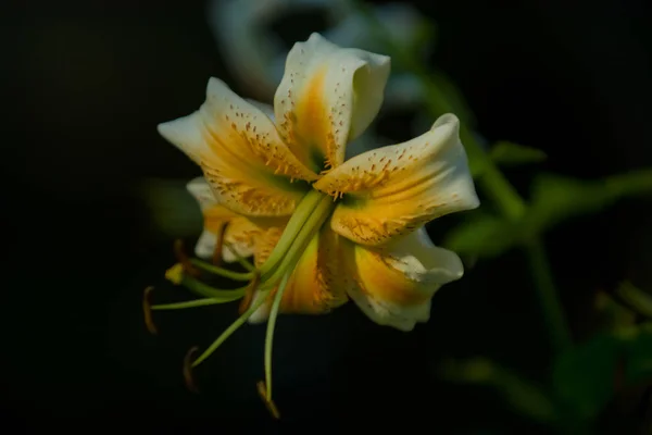 Den stora liljan, vit med gul färg, blommar i en sommarträdgård. Vackra blommor. Monofoniska bakgrund. — Stockfoto