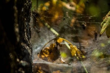 Arka plan veya doku sonbaharda güneşve sarı düşmüş yaprakları web. Helloween. Dekor.