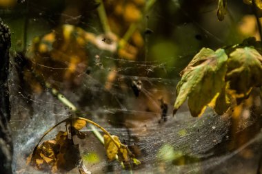 Arka plan veya doku sonbaharda güneşve sarı düşmüş yaprakları web. Helloween. Dekor.