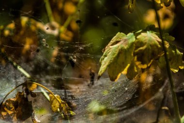 Arka plan veya doku sonbaharda güneşve sarı düşmüş yaprakları web. Helloween. Dekor.