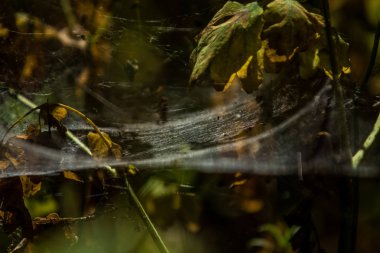 Arka plan veya doku sonbaharda güneşve sarı düşmüş yaprakları web. Helloween. Dekor.