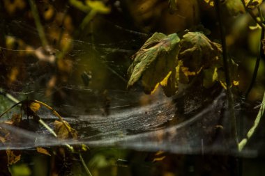 Arka plan veya doku sonbaharda güneşve sarı düşmüş yaprakları web. Helloween. Dekor.