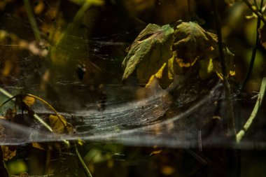 Arka plan veya doku sonbaharda güneşve sarı düşmüş yaprakları web. Helloween. Dekor.