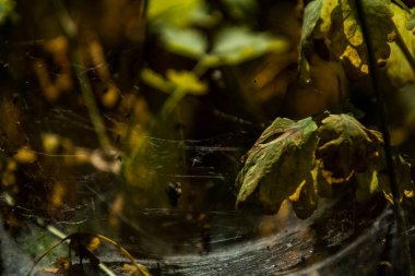 Arka plan veya doku sonbaharda güneşve sarı düşmüş yaprakları web. Helloween. Dekor.
