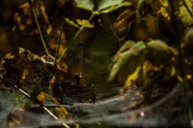 Arka plan veya doku sonbaharda güneşve sarı düşmüş yaprakları web. Helloween. Dekor.