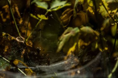 Arka plan veya doku sonbaharda güneşve sarı düşmüş yaprakları web. Helloween. Dekor.