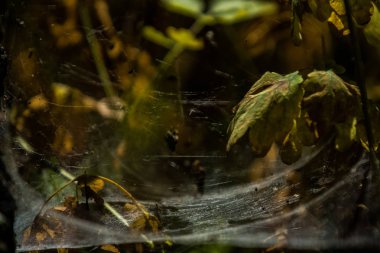 Arka plan veya doku sonbaharda güneşve sarı düşmüş yaprakları web. Helloween. Dekor.