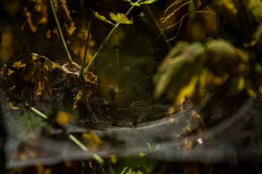 Arka plan veya doku sonbaharda güneşve sarı düşmüş yaprakları web. Helloween. Dekor.