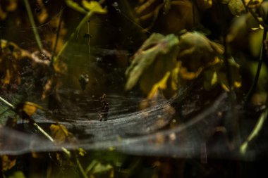 Arka plan veya doku sonbaharda güneşve sarı düşmüş yaprakları web. Helloween. Dekor.