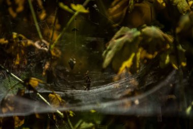 Arka plan veya doku sonbaharda güneşve sarı düşmüş yaprakları web. Helloween. Dekor.