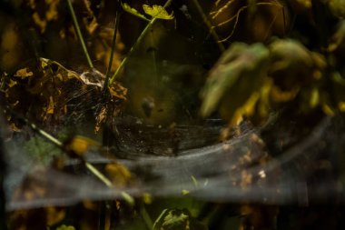 Arka plan veya doku sonbaharda güneşve sarı düşmüş yaprakları web. Helloween. Dekor.