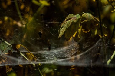 Arka plan veya doku sonbaharda güneşve sarı düşmüş yaprakları web. Helloween. Dekor.