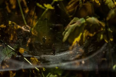 Arka plan veya doku sonbaharda güneşve sarı düşmüş yaprakları web. Helloween. Dekor.