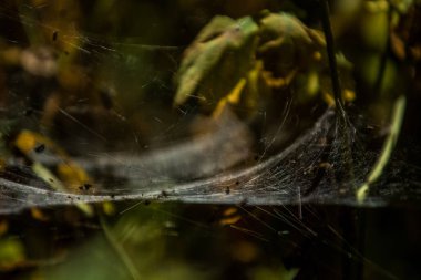 Arka plan veya doku sonbaharda güneşve sarı düşmüş yaprakları web. Helloween. Dekor.