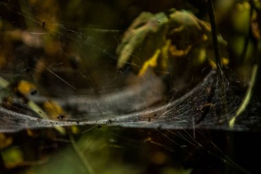 Arka plan veya doku sonbaharda güneşve sarı düşmüş yaprakları web. Helloween. Dekor.