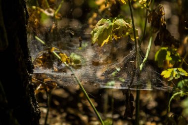 Arka plan veya doku sonbaharda güneşve sarı düşmüş yaprakları web. Helloween. Dekor.