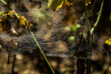 Arka plan veya doku sonbaharda güneşve sarı düşmüş yaprakları web. Helloween. Dekor.