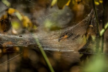 Arka plan veya doku sonbaharda güneşve sarı düşmüş yaprakları web. Helloween. Dekor.