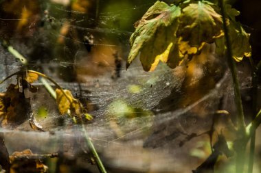 Arka plan veya doku sonbaharda güneşve sarı düşmüş yaprakları web. Helloween. Dekor.