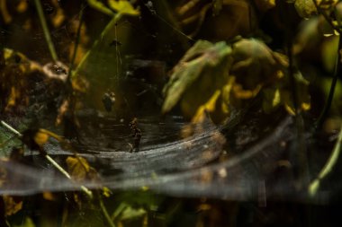 Arka plan veya doku sonbaharda güneşve sarı düşmüş yaprakları web. Helloween. Dekor.