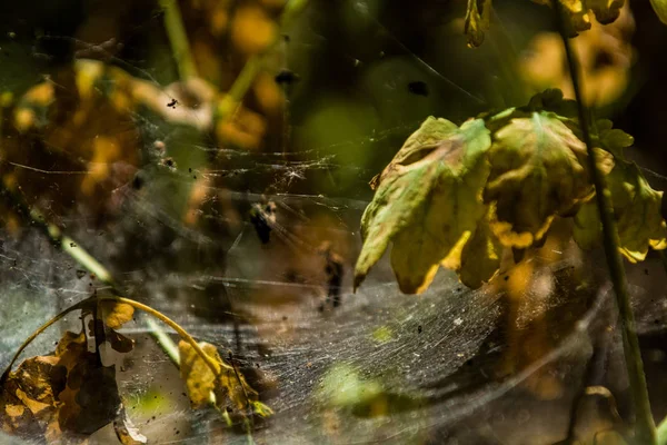 Arka plan veya doku sonbaharda güneşve sarı düşmüş yaprakları web. Helloween. Dekor.