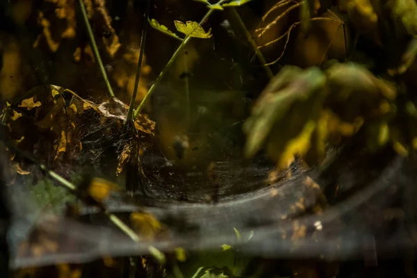 Arka plan veya doku sonbaharda güneşve sarı düşmüş yaprakları web. Helloween. Dekor.