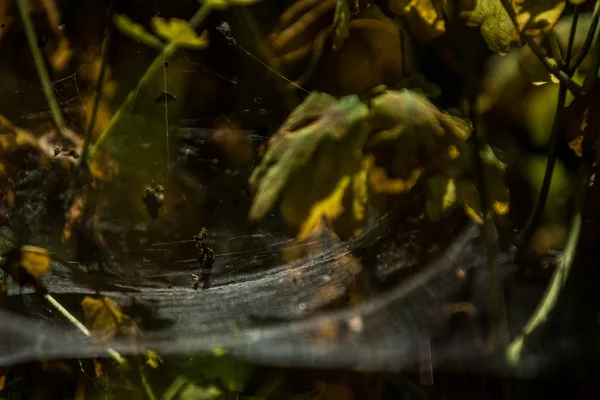 Arka plan veya doku sonbaharda güneşve sarı düşmüş yaprakları web. Helloween. Dekor.