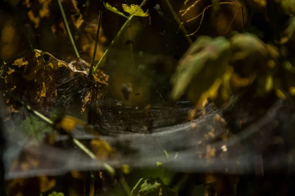 Arka plan veya doku sonbaharda güneşve sarı düşmüş yaprakları web. Helloween. Dekor.