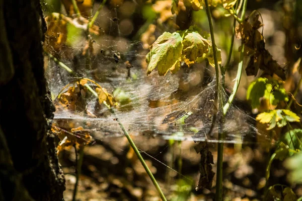 Arka plan veya doku sonbaharda güneşve sarı düşmüş yaprakları web. Helloween. Dekor.