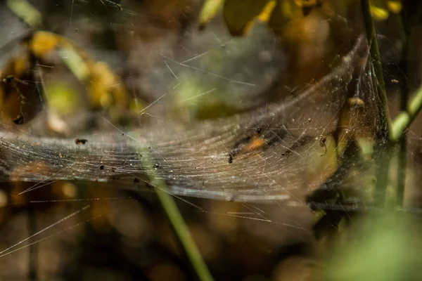 Arka plan veya doku sonbaharda güneşve sarı düşmüş yaprakları web. Helloween. Dekor.