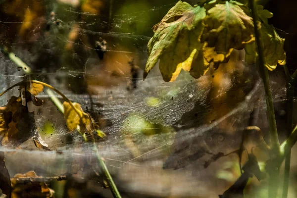 Arka plan veya doku sonbaharda güneşve sarı düşmüş yaprakları web. Helloween. Dekor.