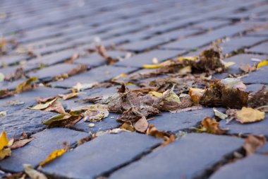 Sararmış sonbaharı, düşmüş yaprakları olan eski bir taş brostette arkaplan ya da doku.