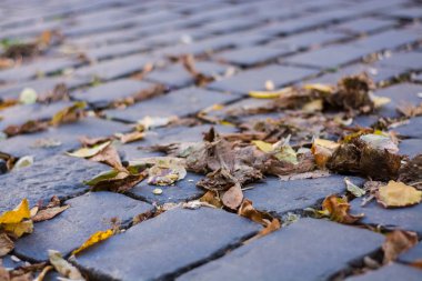 Sararmış sonbaharı, düşmüş yaprakları olan eski bir taş brostette arkaplan ya da doku.