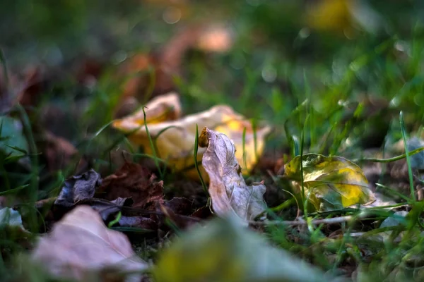 Tło Lub Tekstura Trawy Oraz Opadłych Żółtych Liści Jesienią — Zdjęcie stockowe