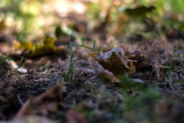 Фон Текстура Травы Опавшие Желтые Листья Осенью — стоковое фото